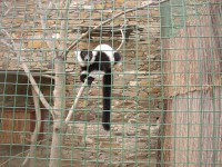 /album/fotogalerie-zoopark-zajezd-mala-rodinna-zoo-nedaleko-kladna/lemur-vari-jpg/